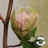Magnolia 'Ambrosia'