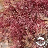 Acer palmatum 'Red Filigree Lace'