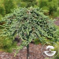 Juniperus communis 'Zeal' (Pa)