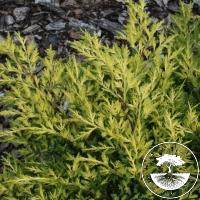 Juniperus x pfitzeriana 'Daub's Frosted'