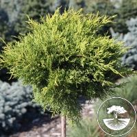 Juniperus x pfitzeriana 'Old Gold' (Pa)