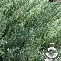 Juniperus sabina 'Glauca'