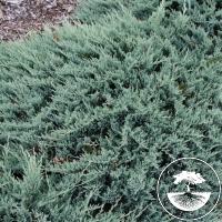 Juniperus horizontalis 'Blue Chip' ('Blue Moon')
