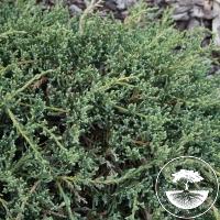 Juniperus squamata 'Denfa Malachit'