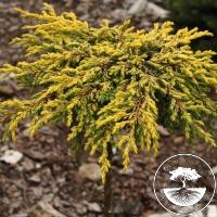 Juniperus communis 'Goldschatz' (Pa)