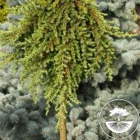 Juniperus communis 'Greenmantle' (Pa)