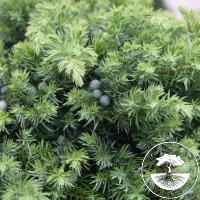 Juniperus conferta 'Schlager' (Pa)