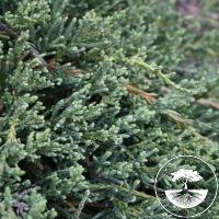 Juniperus squamata 'Denfa Malachit'