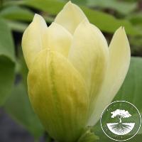 Magnolia 'Anilou'