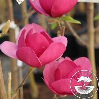 Magnolia 'Black Tulip'ᴾᴮᴿ