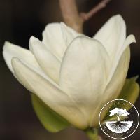 Magnolia ×brooklynensis 'Yellow Bird'