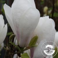 Magnolia ×soulangeana 'Amabilis'