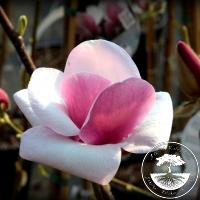 Magnolia x soulangeana 'Cameo'ᴾᴮᴿ