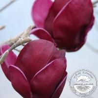 Magnolia x soulangeana 'Genie'ᴾᴮᴿ