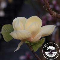 Magnolia 'Honey Tulip'ᴾᴮᴿ