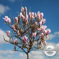 Magnolia x soulangeana 'Kate Brook'