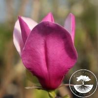 Magnolia 'Lilac Chalice'