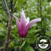 Magnolia liliiflora 'Little Geisha'