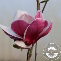 Magnolia x soulangeana 'Pickard's Ruby'