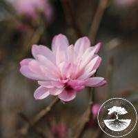 Magnolia stellata 'Shi-Banchi Rosea'