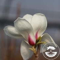 Magnolia x soulangeana 'Sunrise'