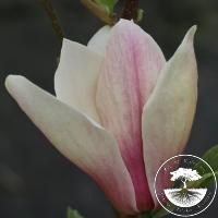 Magnolia 'Toro'