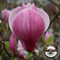 Magnolia x soulangeana 'Winelight'
