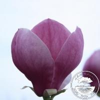 Magnolia x soulangeana 'Rustica Rubra'