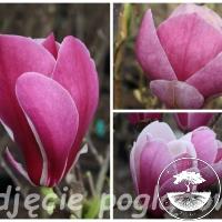 Magnolia 'Pink Delight'