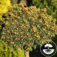 Picea abies '102' (Pa)