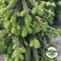 Picea abies 'Ehrengold'