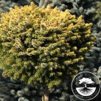 Picea omorika 'Peve Tijn' (Pa)
