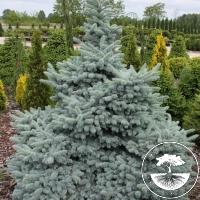 Picea pungens 'Hoto'