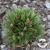 Pinus heldreichii 'Julius'