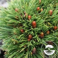 Pinus heldreichii 'Pharao' (Pa)