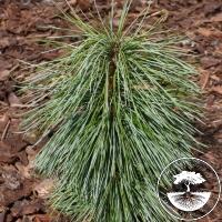 Pinus koraiensis 'Shibamichi'