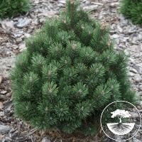 Pinus mugo 'Dom'