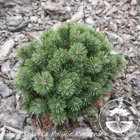 Pinus mugo 'Kokos'