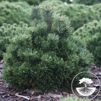 Pinus mugo 'Leuco-like'