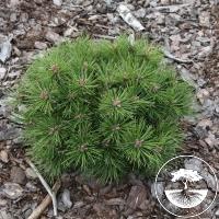 Pinus mugo 'Uelzen'