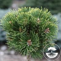 Pinus mugo 'Mars' (Pa)