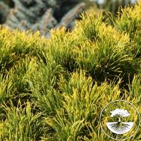Pinus mugo 'Wintersonne' (Pa)