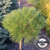 Pinus nigra 'Pierrick Bregeon' ᴾᴮᴿ BREPO® (Pa)