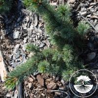 Pinus parviflora 'Adcock's Dwarf'