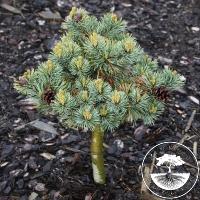 Pinus parviflora 'Goldschmied' (Beran) (Pa)
