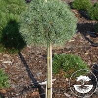 Pinus strobus 'Sea Urchin' (Pa)