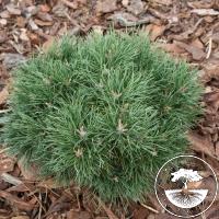 Pinus sylvestris 'Minima'