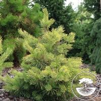 Pinus sylvestris 'Wolf's Gold'