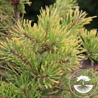 Pinus sylvestris 'Wolf's Gold'