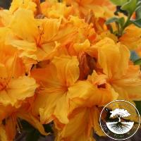 Rhododendron (Azalea) 'Sunte Nectarine'